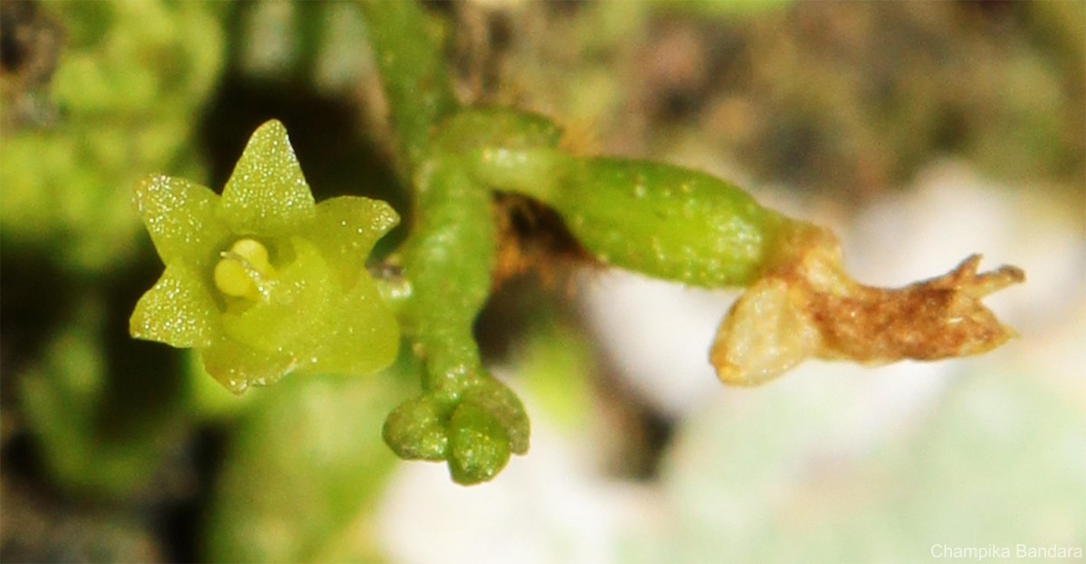 Taeniophyllum alwisii Lindl.